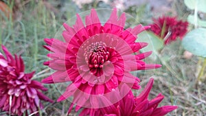 Dark-red flowers