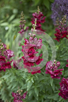 Dark red flowers of Antirrhinum majus plants