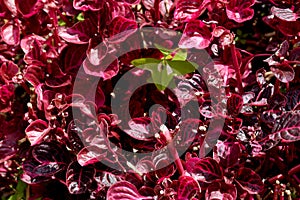 Dark red flowers in black backdrop