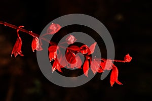 Dark red flowers in black backdrop