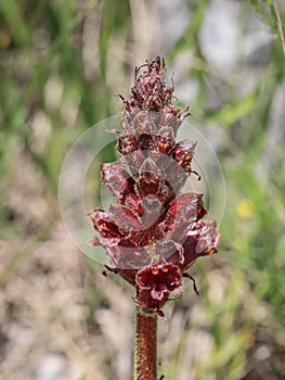 Dark red flowers of broomrape plant from genus Orobanche