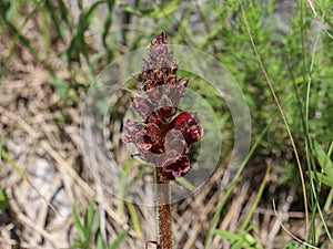 Dark red flowers of broomrape plant from genus Orobanche