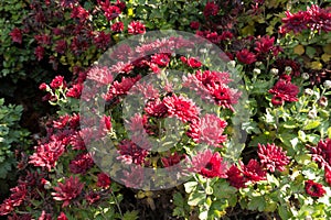 Dark red flowers of Chrysanthemum