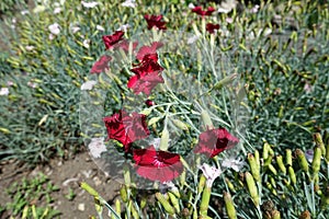 Dark red flowers of Dianthus