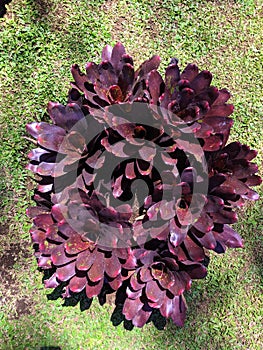 Dark red flowers in a garden