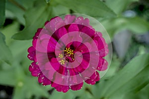 Dark red flowers have a little yellow in the middle