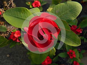 Dark red flowers in my rooftop garden in earthen pot in a thorny plant