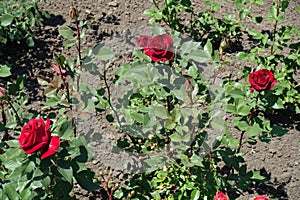 Dark red flowers of rose the garden