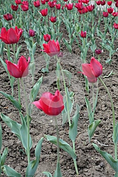 Dark red flowers of tulips