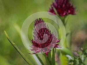 Dark red flowers of wild orchid Nigritella nigra