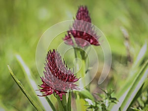 Dark red flowers of wild orchid Nigritella nigra