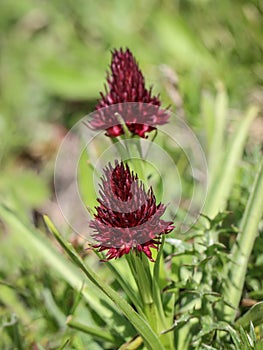 Dark red flowers of wild orchid Nigritella nigra