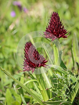 Dark red flowers of wild orchid Nigritella nigra