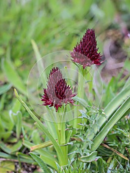 Dark red flowers of wild orchid Nigritella nigra