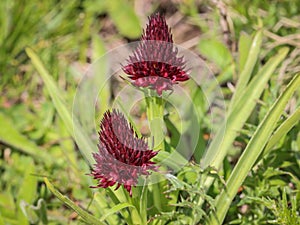 Dark red flowers of wild orchid Nigritella nigra