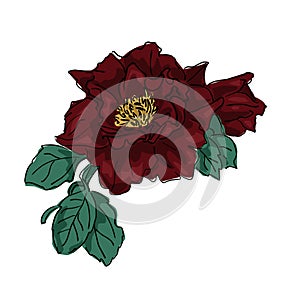 dark red flowers with a yellow heart and green leaves. cartoon sketch on a white background