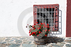 Dark Red Geraniums in Flower Pot Near a Grated Window