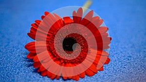 Dark red Gerbera head on the bright blue background