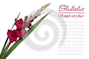 Dark red gladiolus isolated