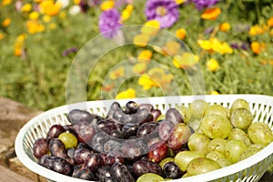 Dark red and green grapes