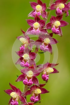 Dark-red Helleborine, Epipactis atrorubens, flowering European terrestrial wild orchid in nature habitat. Beautiful detail of