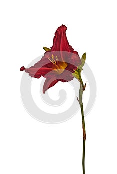 Dark red hemerocallis daylily on a white background isolati