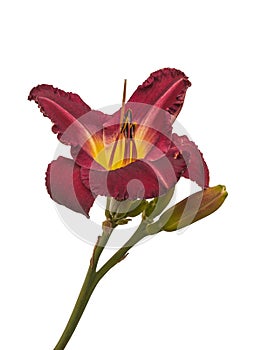 Dark red hemerocallis daylily on a white background isolation