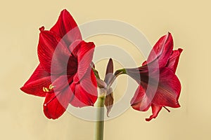 Dark-red Hippeastrum (amaryllis) \'Arabian night\' on green background