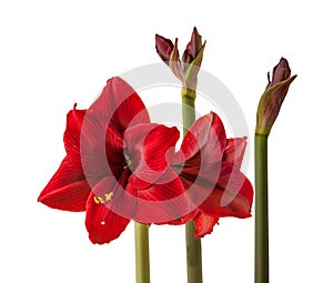 Dark-red Hippeastrum amaryllis  `Arabian night` on  white background isolated