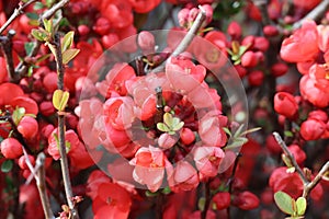 dark red japanese Ornamental quince