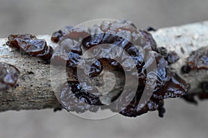 Dark Red Jelly Roll Fungi on Branch