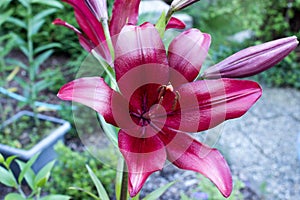 Dark red lilium regale in the garden photo