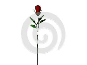 Dark Red Long Stem Rose