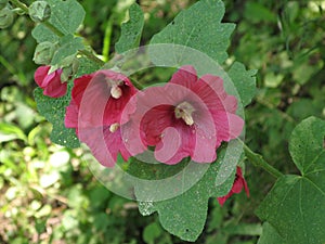 Dark red mallows