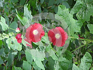 Dark red mallows