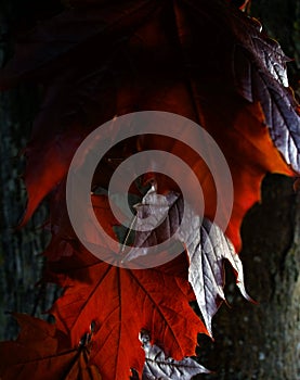 Dark red Maple leafs on the tree.