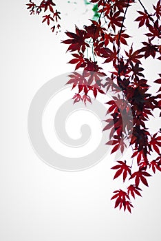 Dark red maple leaves in the sky as background