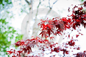 Dark red maple leaves in the sky as background