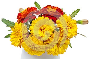 Dark red marigolds and chrysanthemums in a ceramic vase, flowerpot. Isolated on white background, close-up