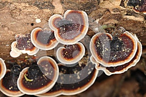 dark red mushroom growing on the logs in forest ,Thailand