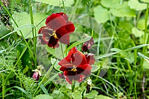 Dark red Pansies flowers