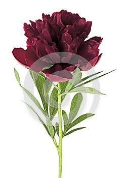 Dark red peony flower isolated on white background. Burgundy peony