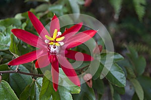 Dark Red Petals and Dramatic Yellow Stamens of a Passion Flower in Full Bloom on its Vine