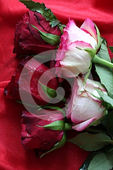 Dark red and pink wet roses over a red abstract background