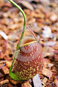 Dark red Predatory Carnivorous monkey cups plant, tropical pitcher plants ,Nepenthes mirabilis  with soft selective focus ,macro i photo