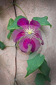 Dark red purple clematis flower