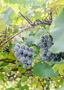 Dark red, purple grapes fruit hang, Vitis vinifera (grape vine) green leaves in the sun, close up