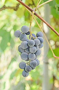 Dark red, purple grapes fruit hang, Vitis vinifera (grape vine) green leaves in the sun, close up