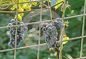 Dark red, purple grapes fruit hang, Vitis vinifera (grape vine) green leaves in the sun, close up