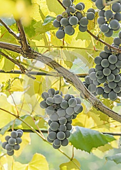 Dark red, purple grapes fruit hang, Vitis vinifera (grape vine) green leaves in the sun, close up